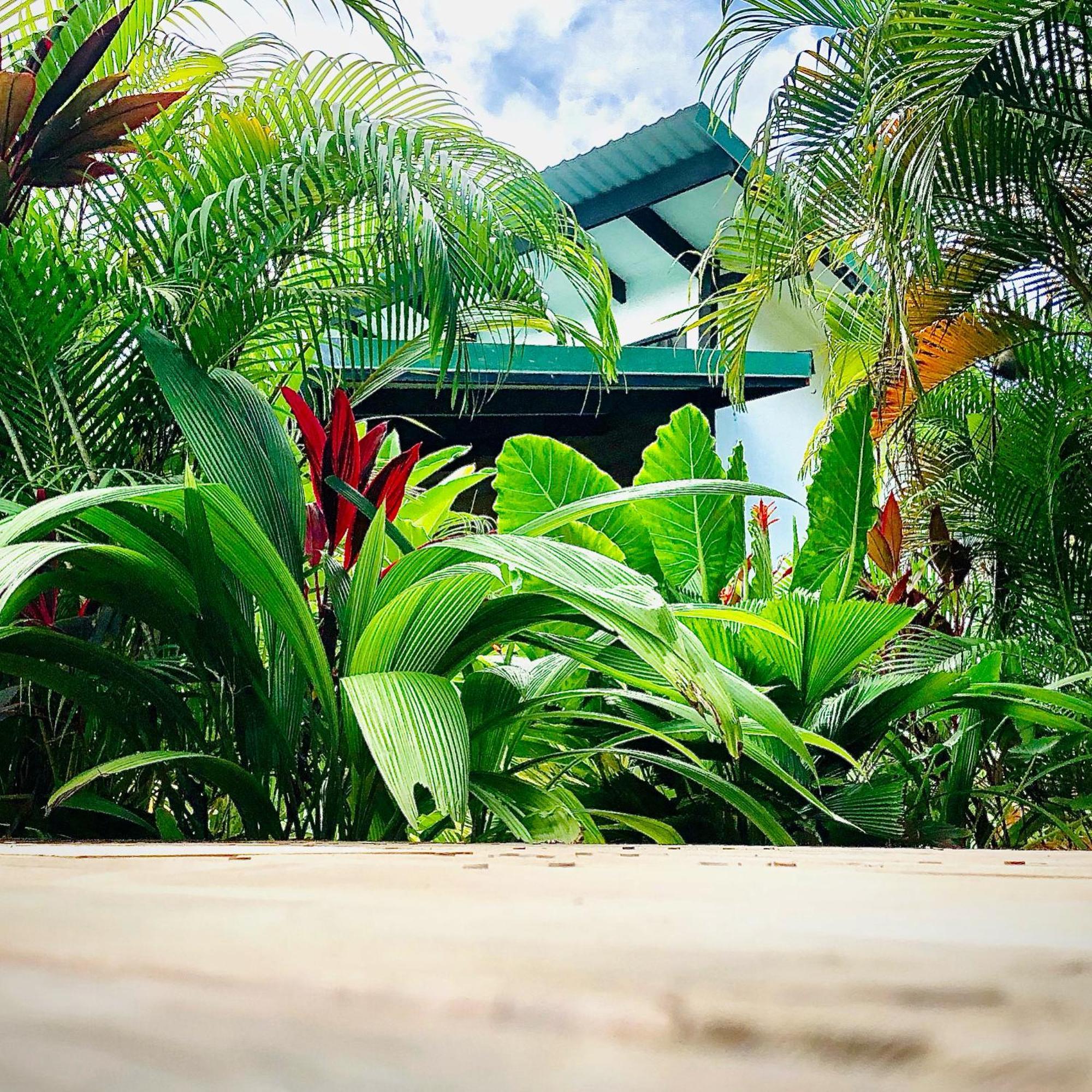 Playa Santa Teresa  Santeria Lodge מראה חיצוני תמונה